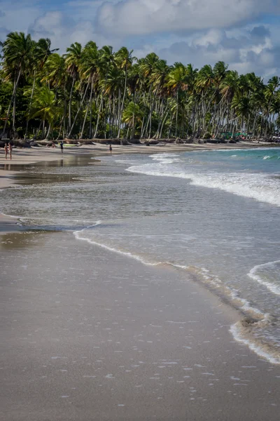 Пляж Carneiros, Tamandare Пернамбуку — стокове фото