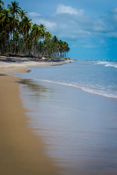 Brazylijski plaże - plaża Paiva, Pernambuco - Brazylia — Zdjęcie stockowe