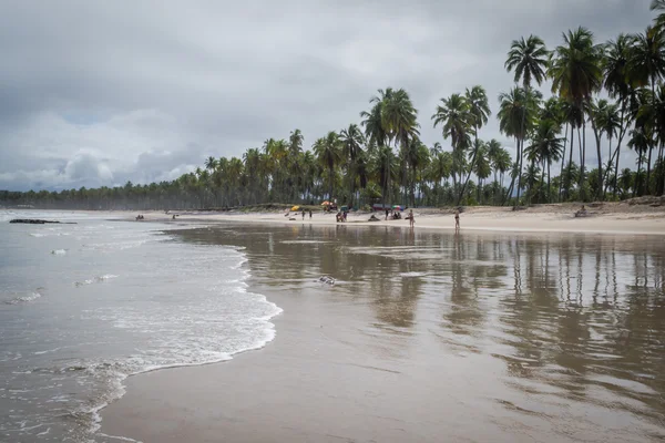 Бразильський пляжів - Пайва пляж, Пернамбуку - Бразилія — стокове фото