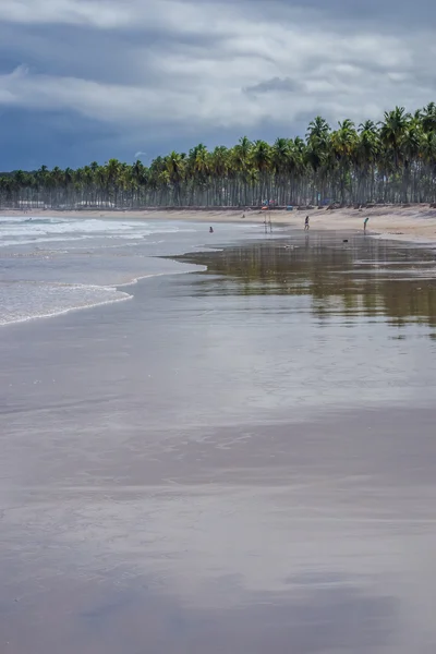 Playas brasileñas - Playa de Paiva, Pernambuco - Brasil —  Fotos de Stock