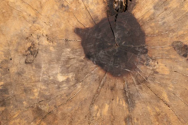 Texture Background Wooden Stump — Stock Photo, Image