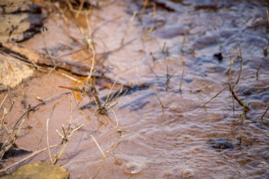 Küçük gölü olan ilkbahar ormanı 
