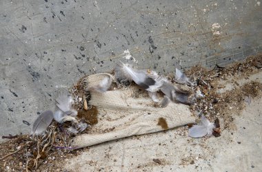 Tüyleri, enkazı ve kumaşı olan kirli bir yüzeye yakın çekim.