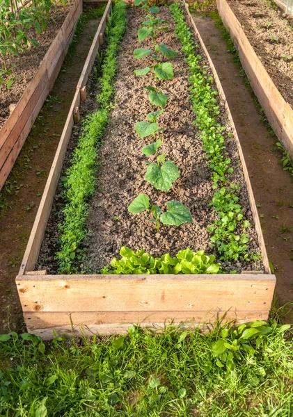 Bed in the greenhouse — Stock Photo, Image