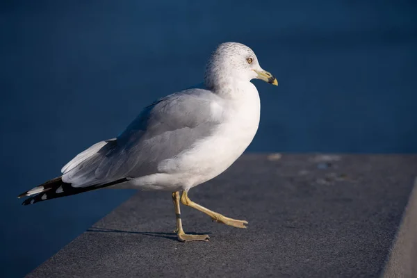 Seagull Standing Concrete Summer Birds — Stock Photo, Image