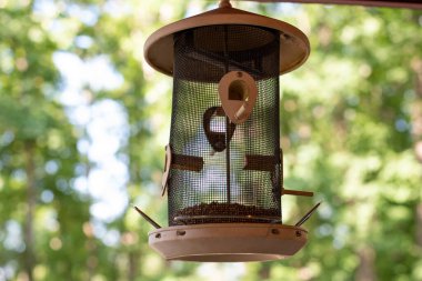 Kuşları besleyen doğa yiyeceği açık hava yaz ağacı