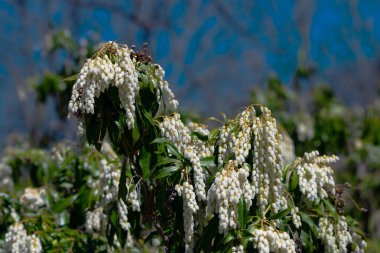 Blossoms of a japanese andromeda flower spring garden