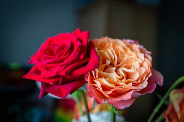 kırmızı ve turuncu gül çiçekli aşk doğal aşk