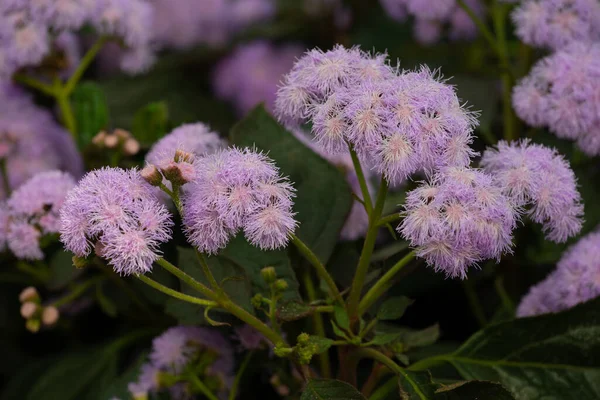 Rośnie Ageratum Kwiat Różowy Kwiat Flover Naturalny Zielony Park — Zdjęcie stockowe