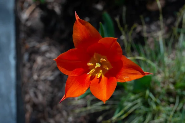Uma Erva Herbácea Com Flores Vistosas Natureza Tulipa Dididier — Fotografia de Stock
