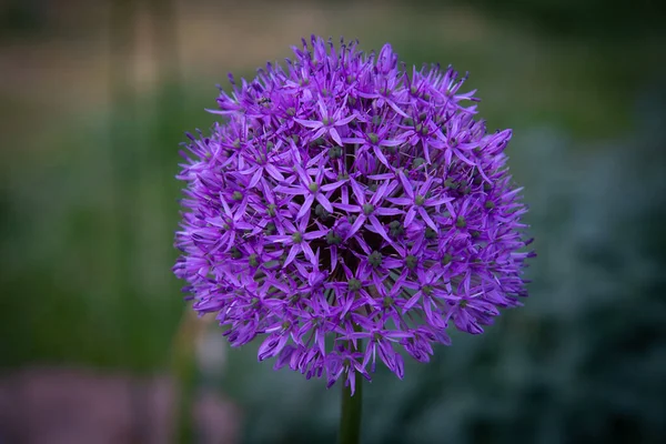Two Purple Flowers Ornamental Onions Together Green Onion — Stock Photo, Image