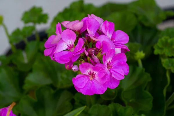 Geranio Pelargonio Flor Naturaleza Color Flor Botánica —  Fotos de Stock