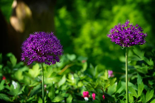 Dwa Purpurowe Kwiaty Ozdobnych Cebuli Razem Kwiat — Zdjęcie stockowe