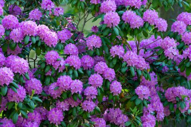 Rhododendron çiçek desenli pembe flora yaz mevsimi çimenleri