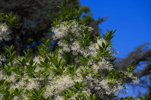 Chionanthus retusus beautiful flowers in spring green blossom season