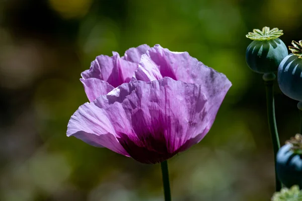 Beautiful blooming poppies red summer blossom natural green — Stock Photo, Image