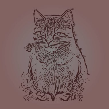 kedi cins egzotik kısa saç yüzü çizim vektörü