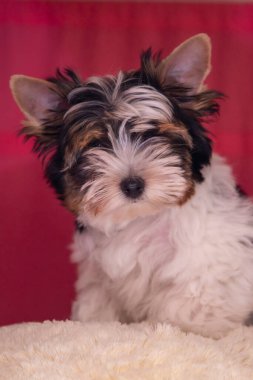 Bisikletli teriyer köpeği. Küçük şirin köpek.