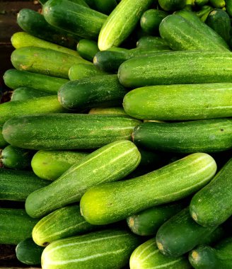 Taze ve yeşil salatalık