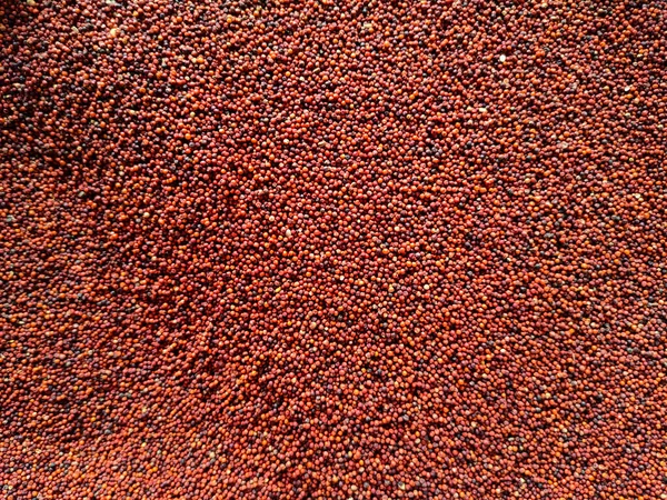 Raagi grains or Finger millets