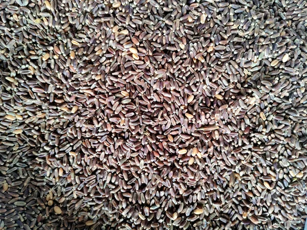 Indian Black Wheat Variety Wheat — Stok fotoğraf