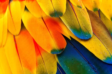 Colorful feathers of a Bird