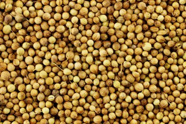 Kişniş tohumları - Hint baharatları