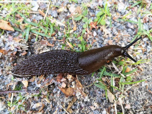 Die Finnische Natur Und Ihre Bewohner Slug Stockfoto