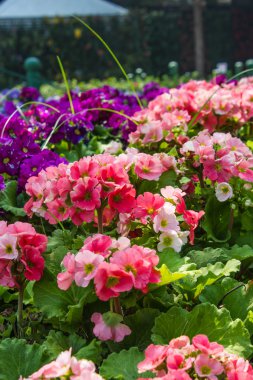 Doğa arka plan üzerinde pembe petunyaların