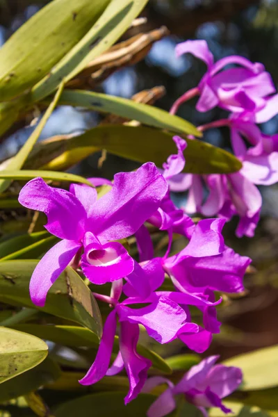 Розовая орхидея на фоне природы — стоковое фото
