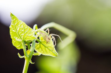 Lynx örümcek A yakın çekim yaprak yeşil üzerinde atlama bir örümcek