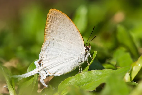 Beautiful white butterfly on green grasses (Common Imperial, Che — Stock Photo, Image