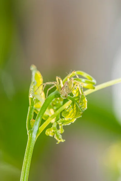 Lynx spider Sebuah close up of a jumping spider on green leaf — Stok Foto