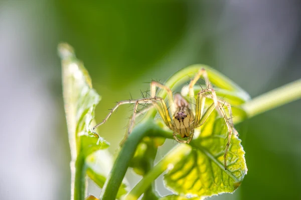 Luchsspinne in Großaufnahme einer springenden Spinne auf grünem Blatt — Stockfoto