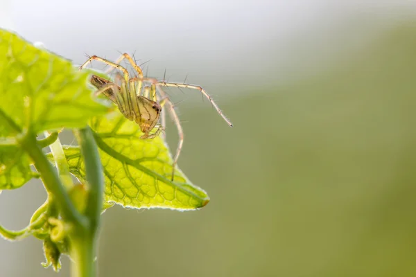 Lynx spider Sebuah close up of a jumping spider on green leaf — Stok Foto