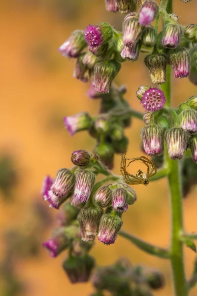 Bunga kecil dan laba-laba mati pada backgeound alam — Stok Foto