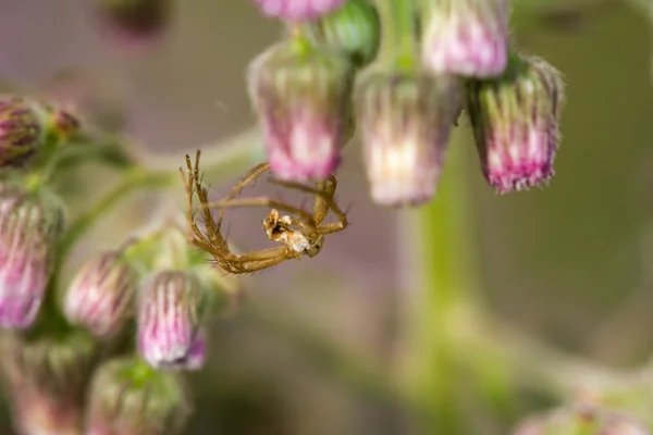 Tote Spinne auf kleiner Blume — Stockfoto