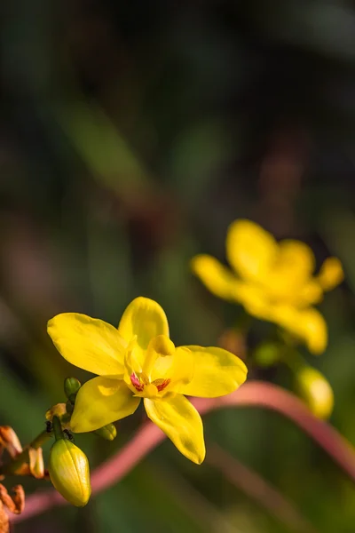 Ładny żółta orchidea — Zdjęcie stockowe