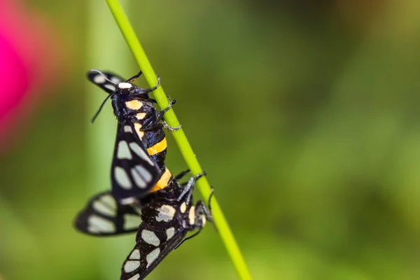 Twin tiger grass borer moth — Stock Photo, Image