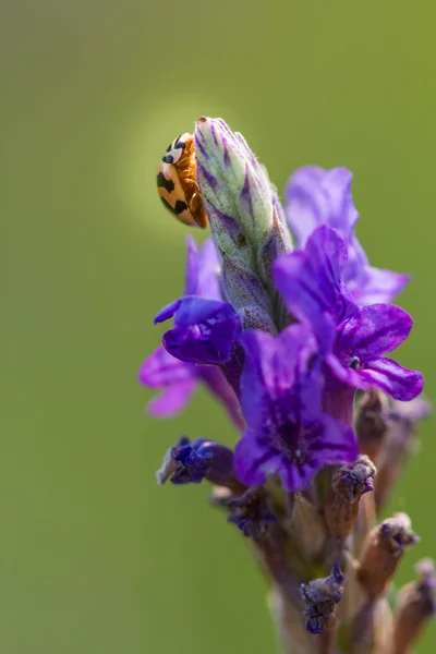 Asiatisk nyckelpiga eller ladybird skalbagge (Harmonia axyridis) — Stockfoto