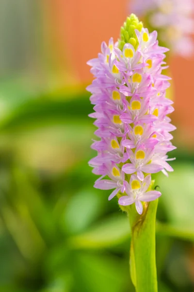 Schattig paars bloem — Stockfoto