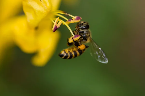 Pequeña abeja en flor amarilla — Foto de Stock