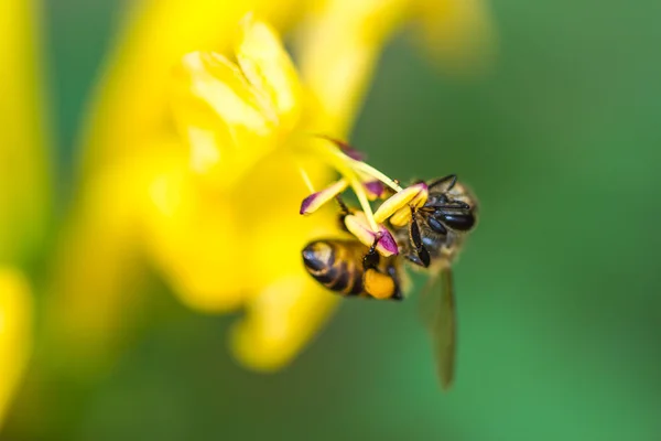 Little bee on yellow flower — Stock Photo, Image