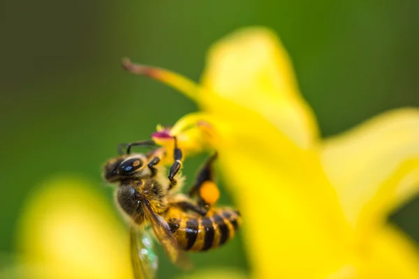 Kis méhecske sárga virág — Stock Fotó