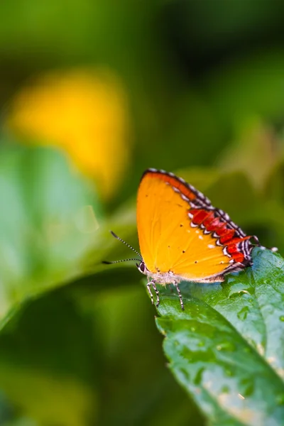 Les chenilles du saphir violet papillon sur feuille verte — Photo