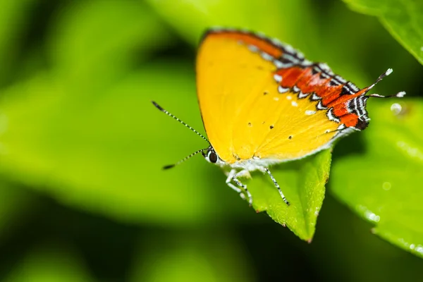 Les chenilles du saphir violet papillon sur feuille verte — Photo