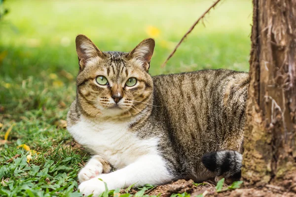 自然を背景に可愛い猫 — ストック写真