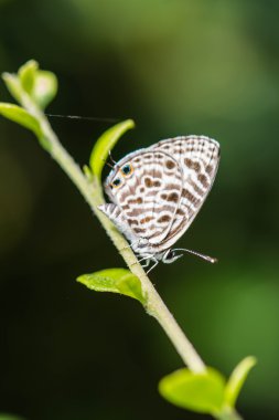 doğa arka plan üzerinde şirin kelebek