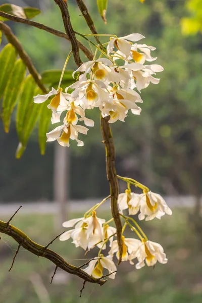 Orquídea blanca sobre fondo natural — Foto de Stock