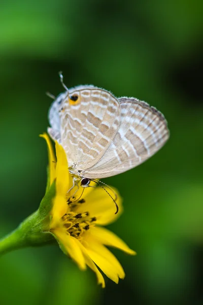 かわいい蝶の自然の背景に — ストック写真